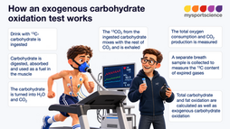 How a 13C breath test during exercise works