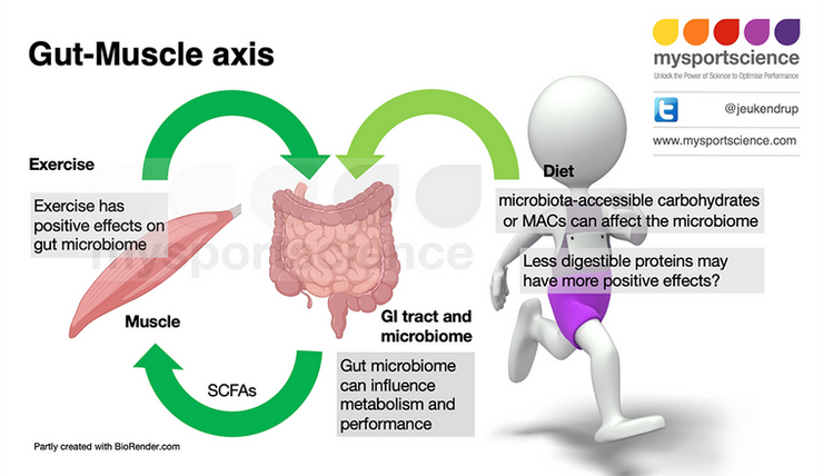 The gut-muscle axis