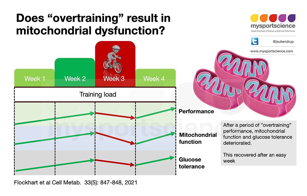 Does overtraining reduce mitochondrial function and glucose tolerance?
