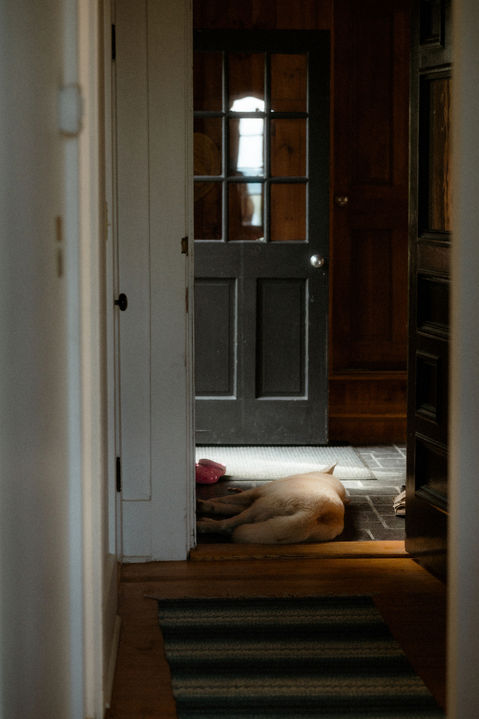 A white dog sleeping in a hallway in New Hampshire.