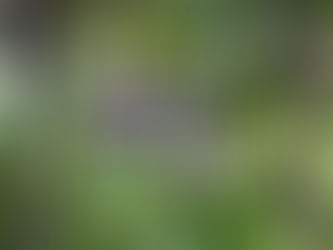 Women in business are like trees