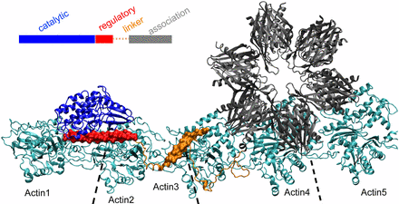 Fig1.gif