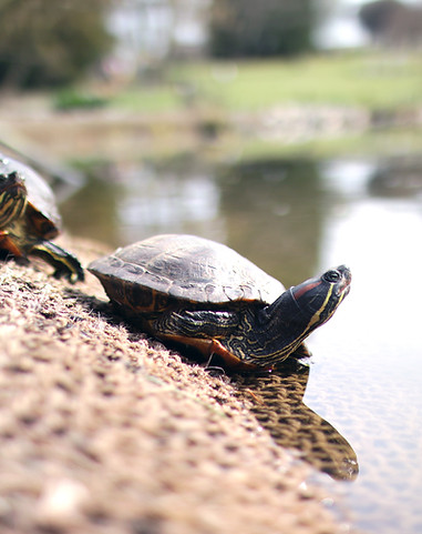 Tartarugas na Água
