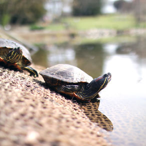 Slow and Steady Wins the Race