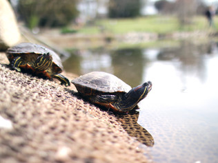 The Tortoise and the Hare
