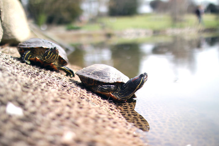 Turtles by Water