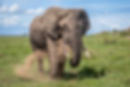 Tanzania_safari_BigFive 05.jpg
