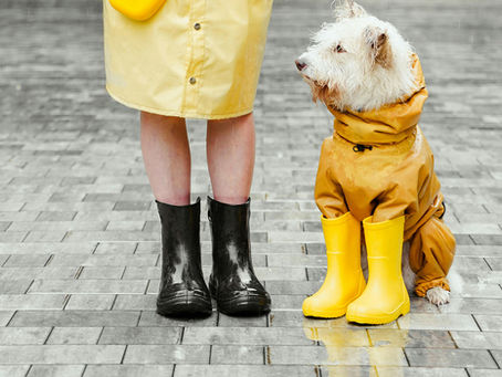 rain boots with dog