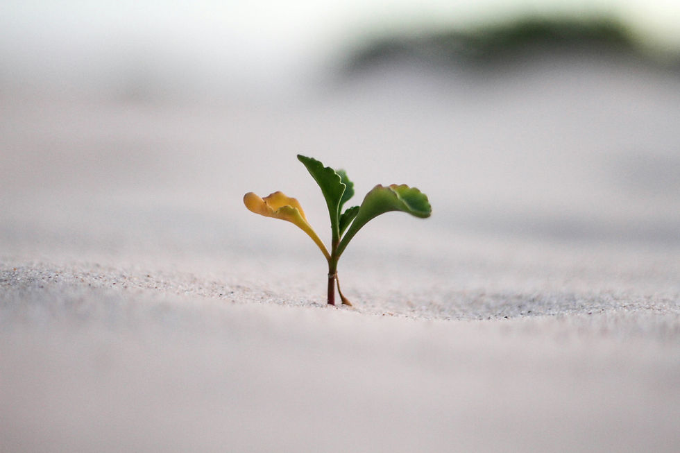 A small green seedling emerges from sandy soil, symbolizing growth, resilience, and new beginnings.