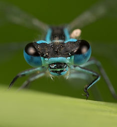 nuthatch in snow.jpg
