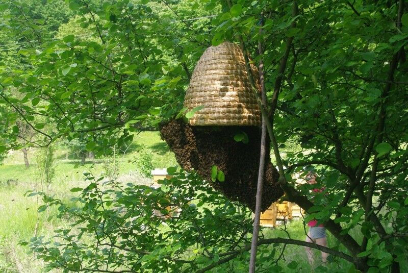 Miniaturbild: Straw Bee Skep, Traditional bee skep