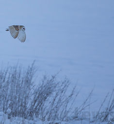 nuthatch in snow.jpg