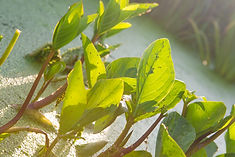 Water forget-me-not flower.jpg