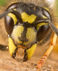 common wasp