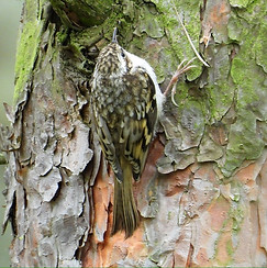 Treecreeper_edited.jpg
