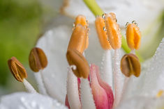 Water forget-me-not flower.jpg