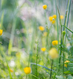 nuthatch in snow.jpg