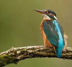 Water forget-me-not flower.jpg