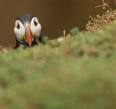 Water forget-me-not flower.jpg