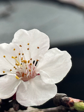 TCM Understanding about Hay Fever