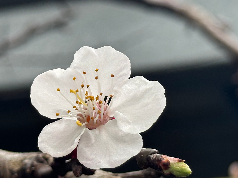 TCM Understanding about Hay Fever