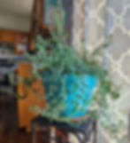 A very healthy oregano plant in a turquoise pot sitting on a plant stand in a kitchen