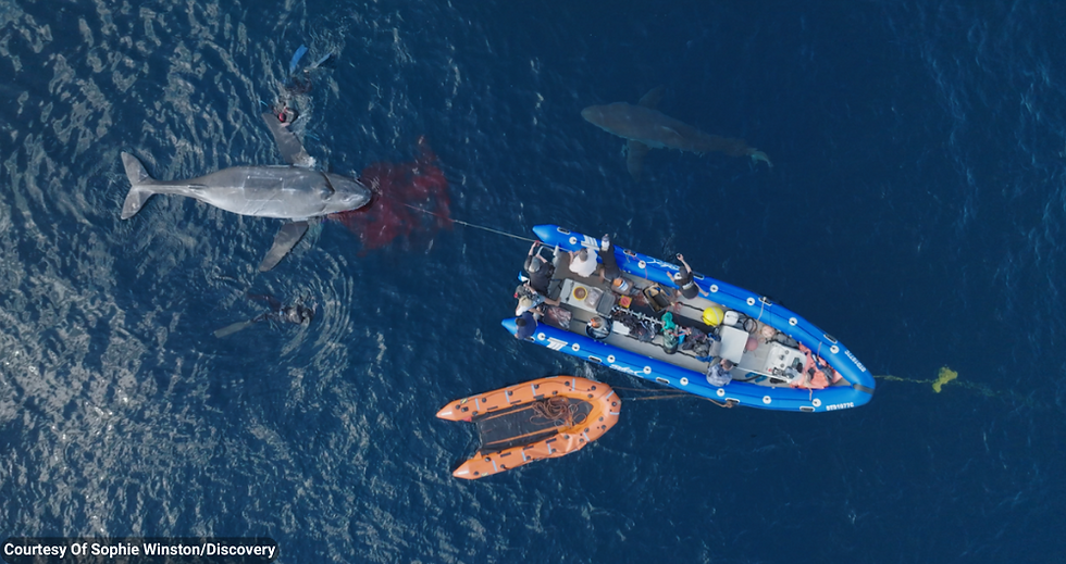 Discovery's 35th Shark Week Features Jason Momoa and Investigate "Cocaine Sharks!"