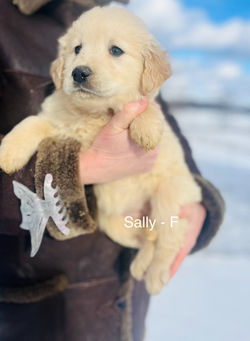 Sally- FOUND A HOME