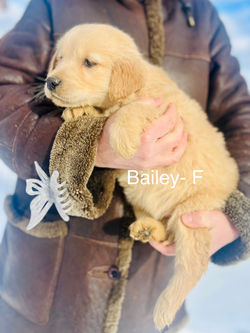 BAILEY- FOUND A HOME