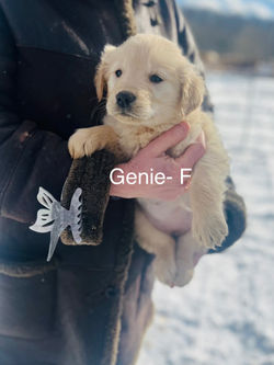 GENIE- FOUND A HOME