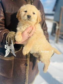 Amber- AVAILABLE