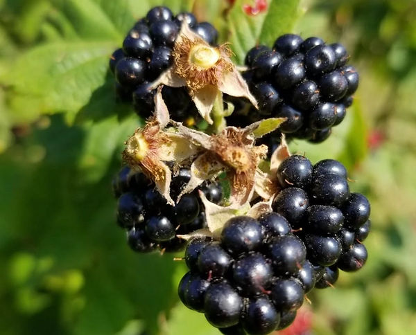 blackberries.jpg