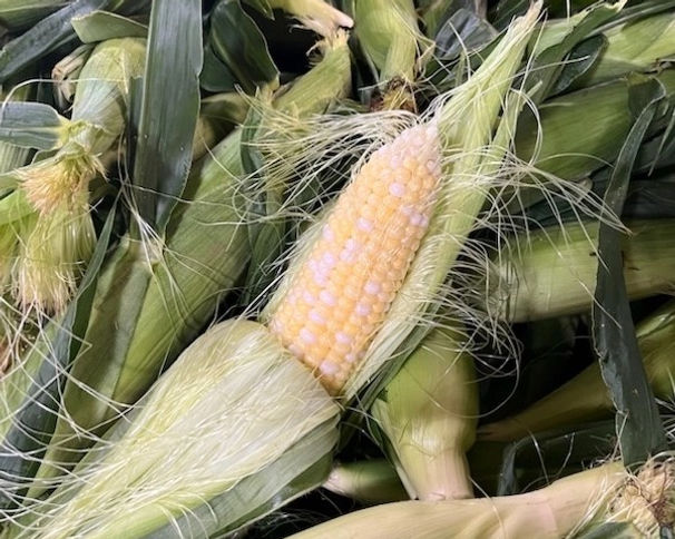 Corn-Ear-Husked.jpg