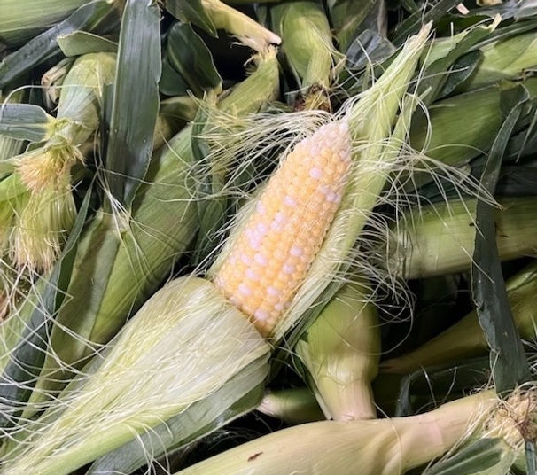 Corn-Ear-Husked.jpg