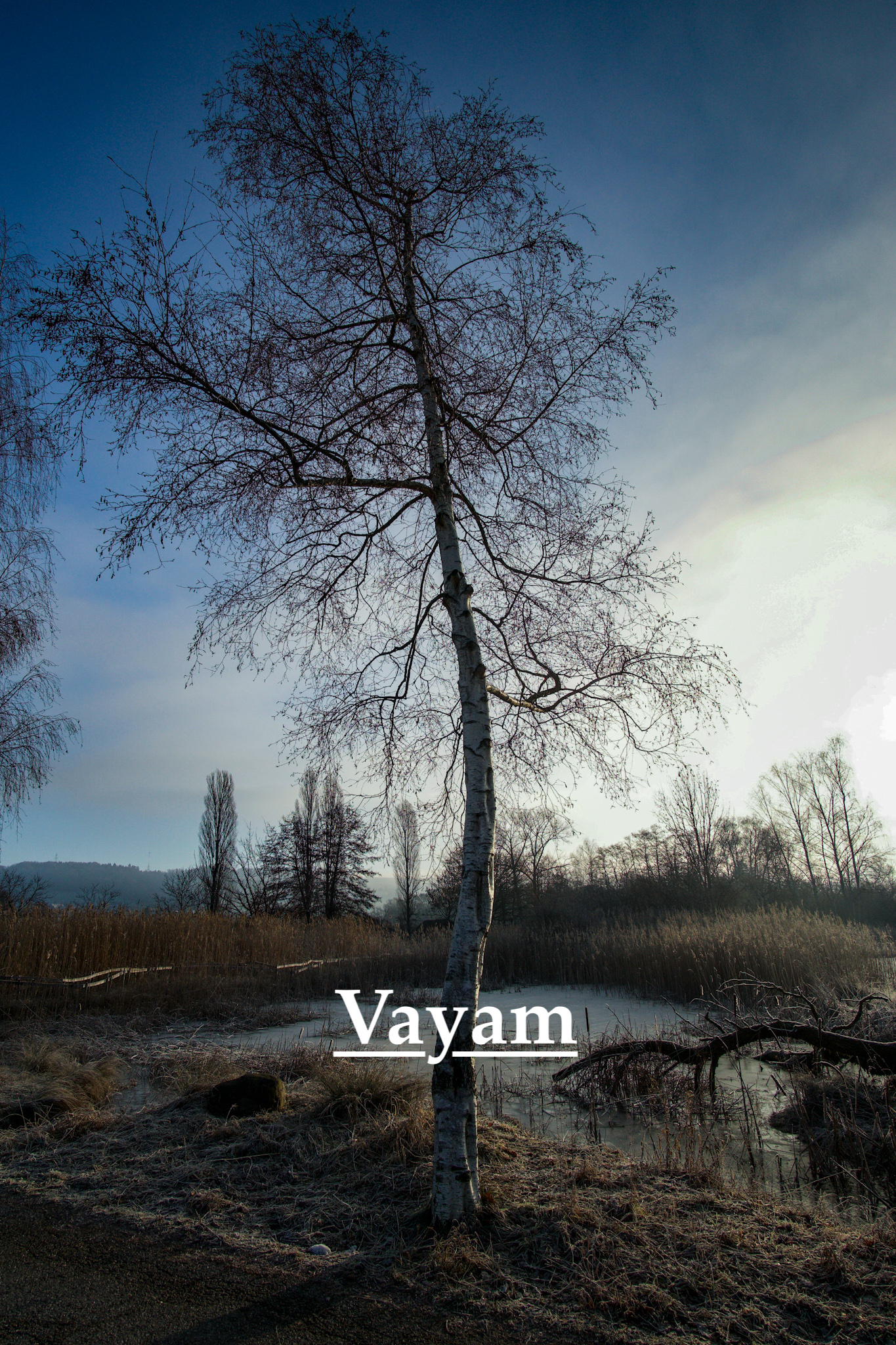 Lonely Tree