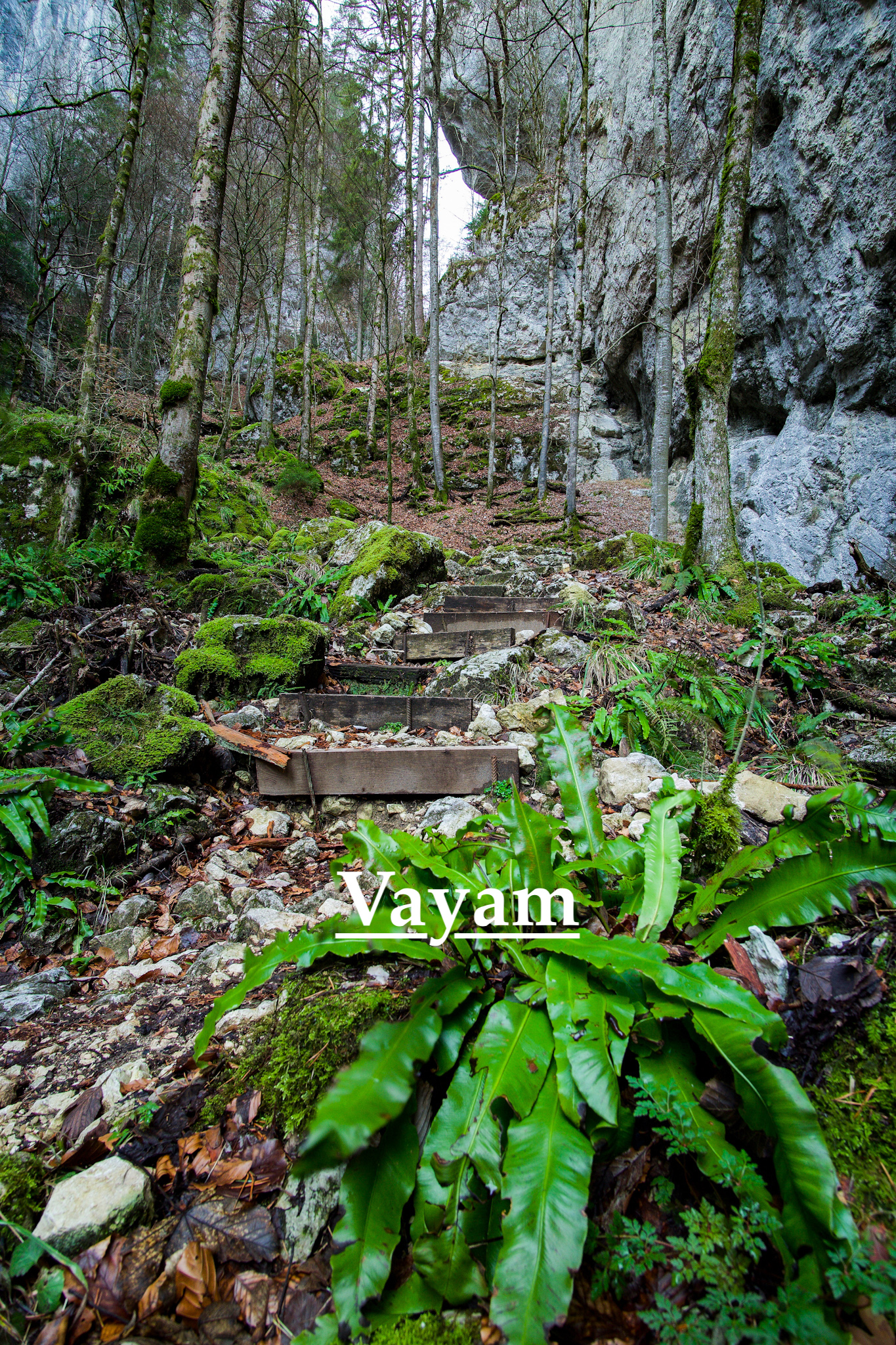 Fern Forest