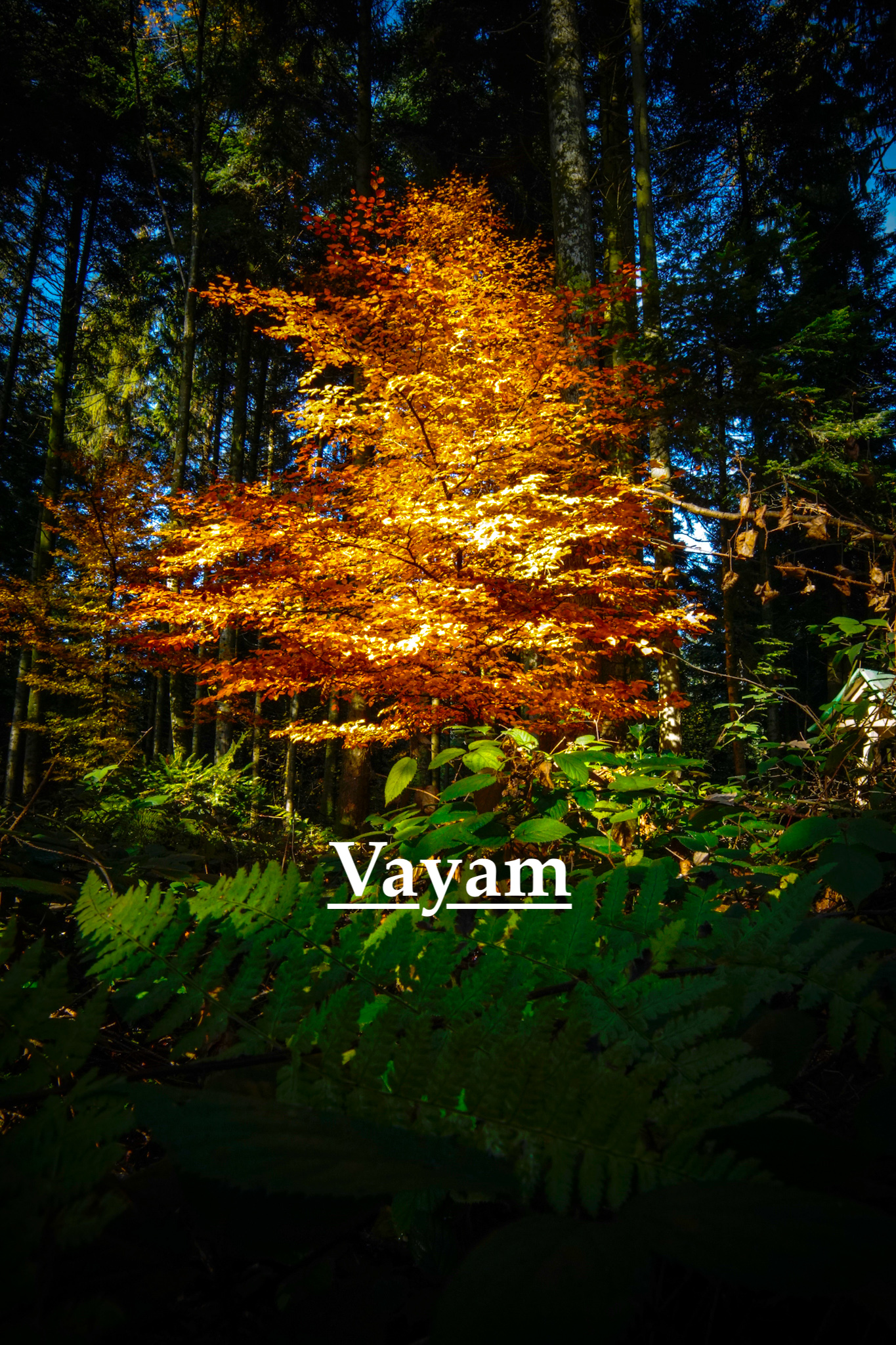 Autumn 2