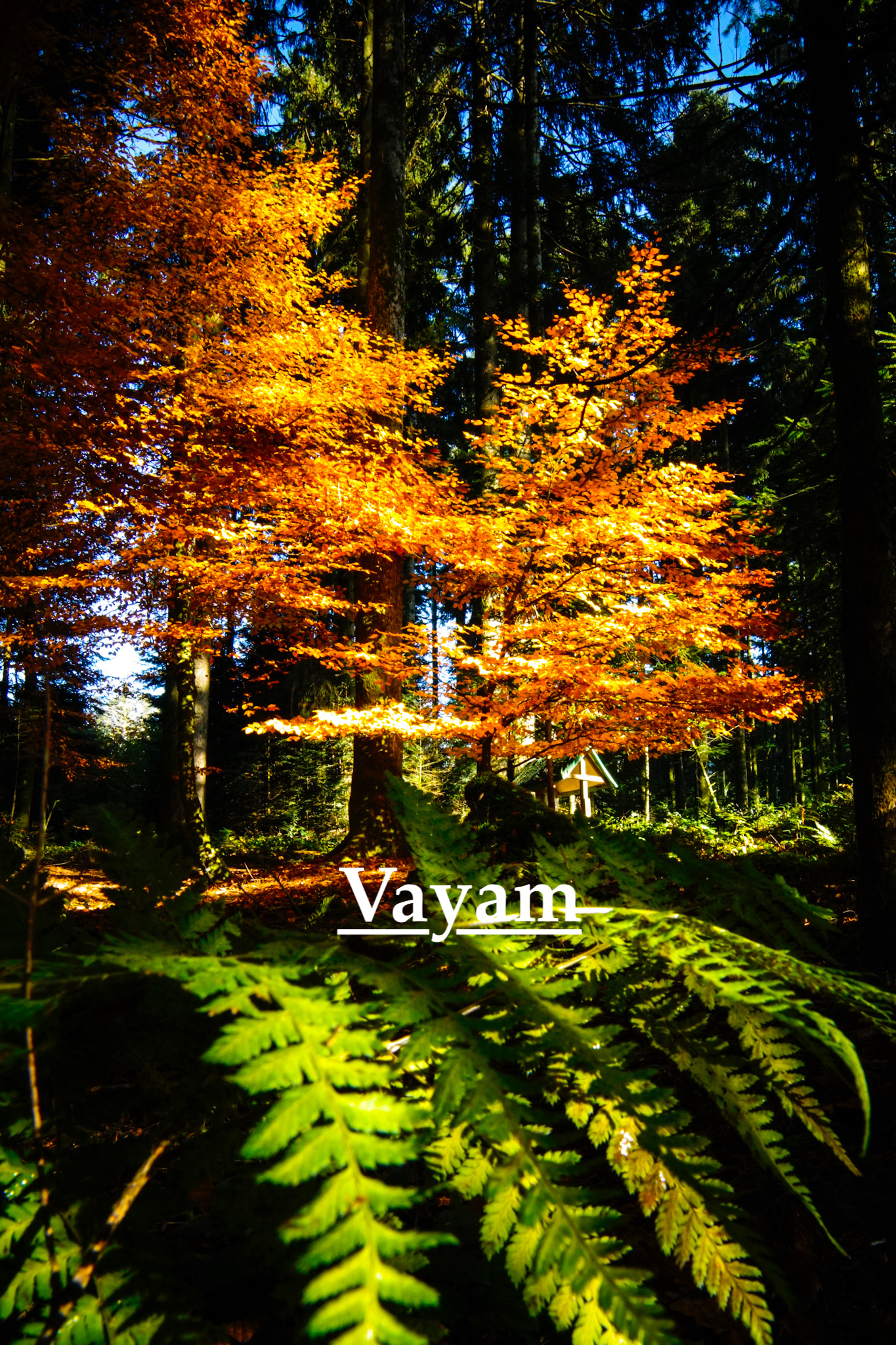 Autumn