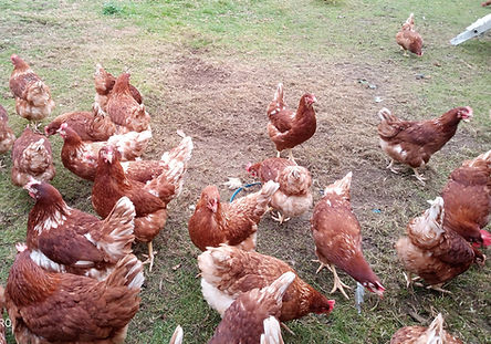 huehner und eier auf wiese blumenthaler freilandeier regionalinitiative prignitz ruppin