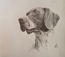 Pencil on Paper - Dog