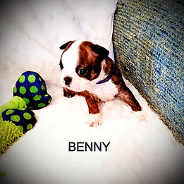 benny%20c_edited.jpg
