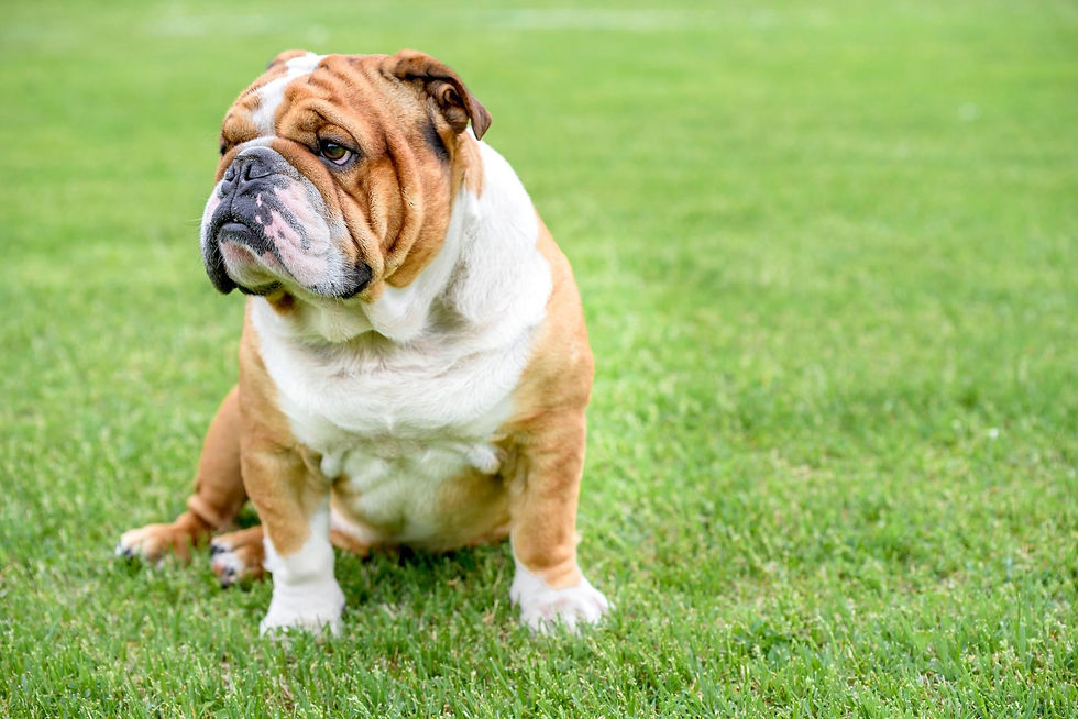 Köpek İngiliz Buldog.jpg