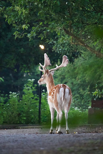 Fallowdeer intro
