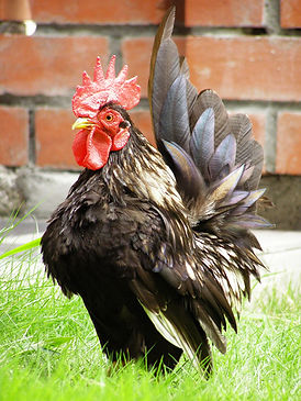 Tavuk - Serama