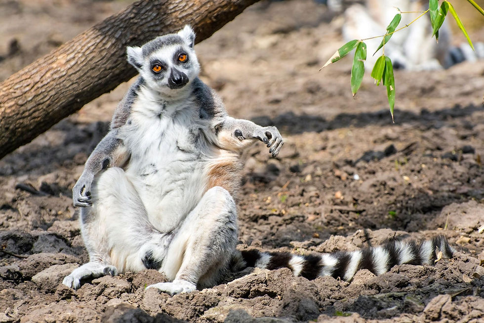 Lemur - Halka Kuyruklu.jpg