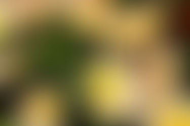 Eye Movement Desensitisation Reprocessing (EMDR) and Mental Health