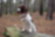 Springer Spaniel dog on a log in a forest