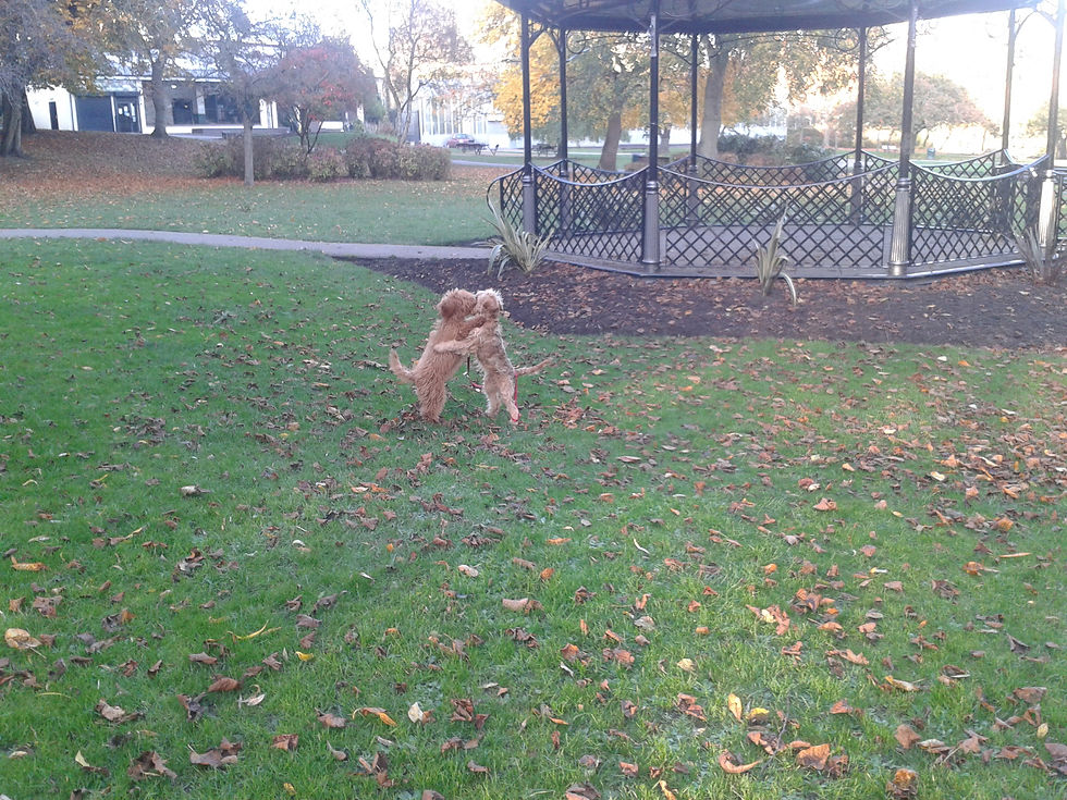 2016-11-02 Mylo & Florence