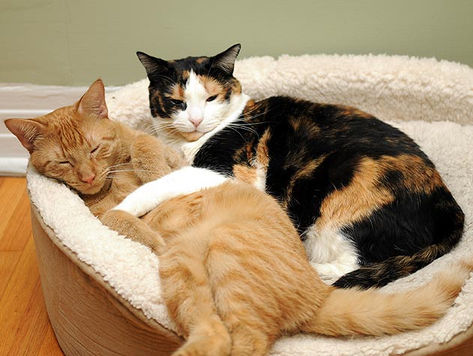 Two cats sleeping in a pet bed