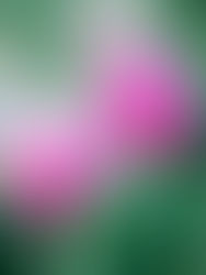 Spring Clean Your Mind: An Emotional Detox for Divorce Recovery  